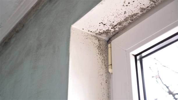 Best Mold Removal Process  in Randleman, NC