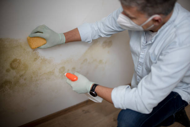 Mold Removal Process in Randleman, NC