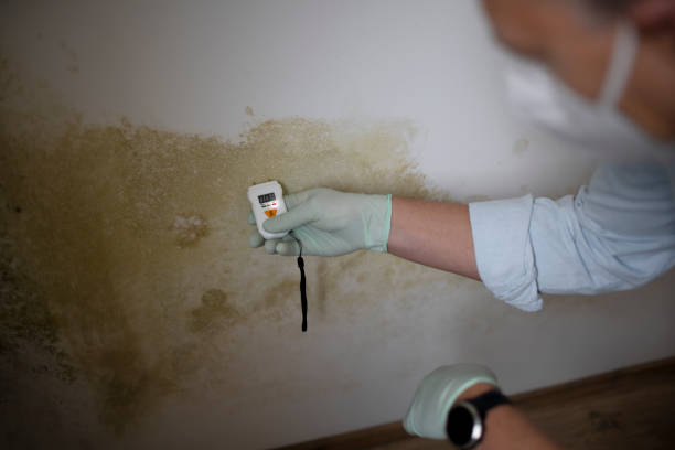 Best Certified Mold Removal  in Randleman, NC