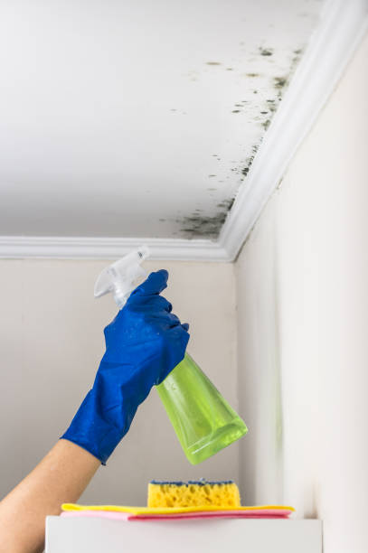 Best Mold Damage Repair  in Randleman, NC